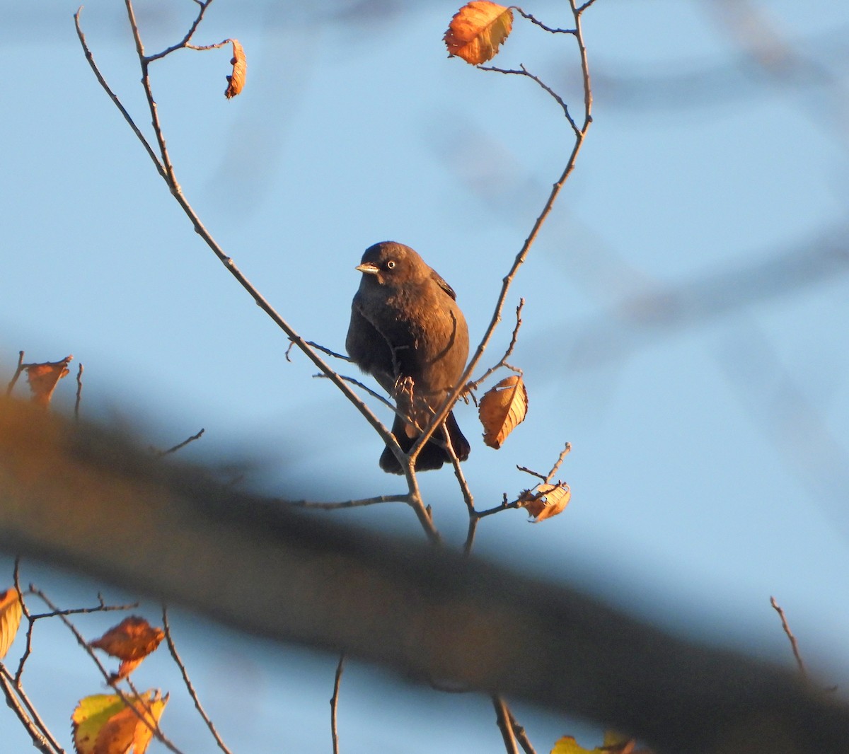 Rusty Blackbird - ML643209518