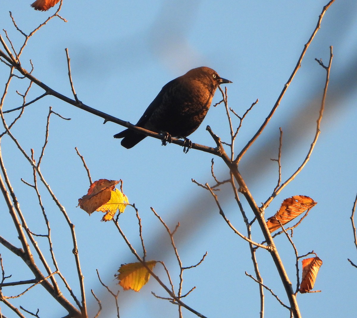 Rusty Blackbird - ML643209520
