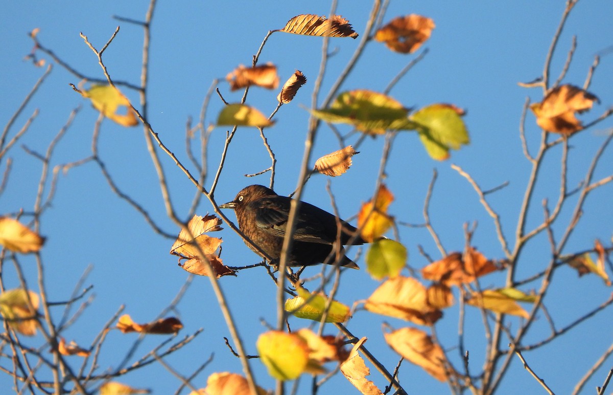Rusty Blackbird - ML643209521