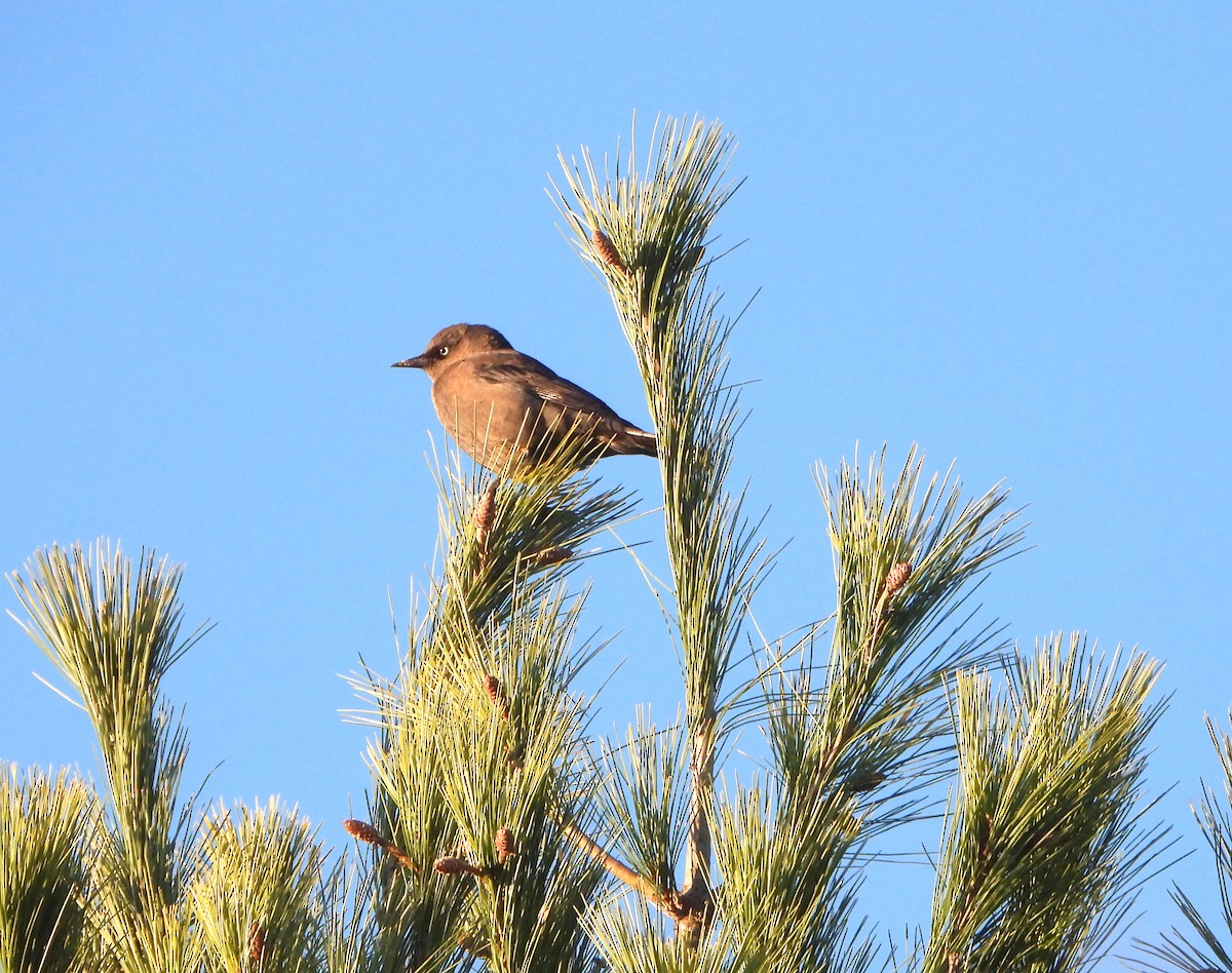 Rusty Blackbird - ML643209522