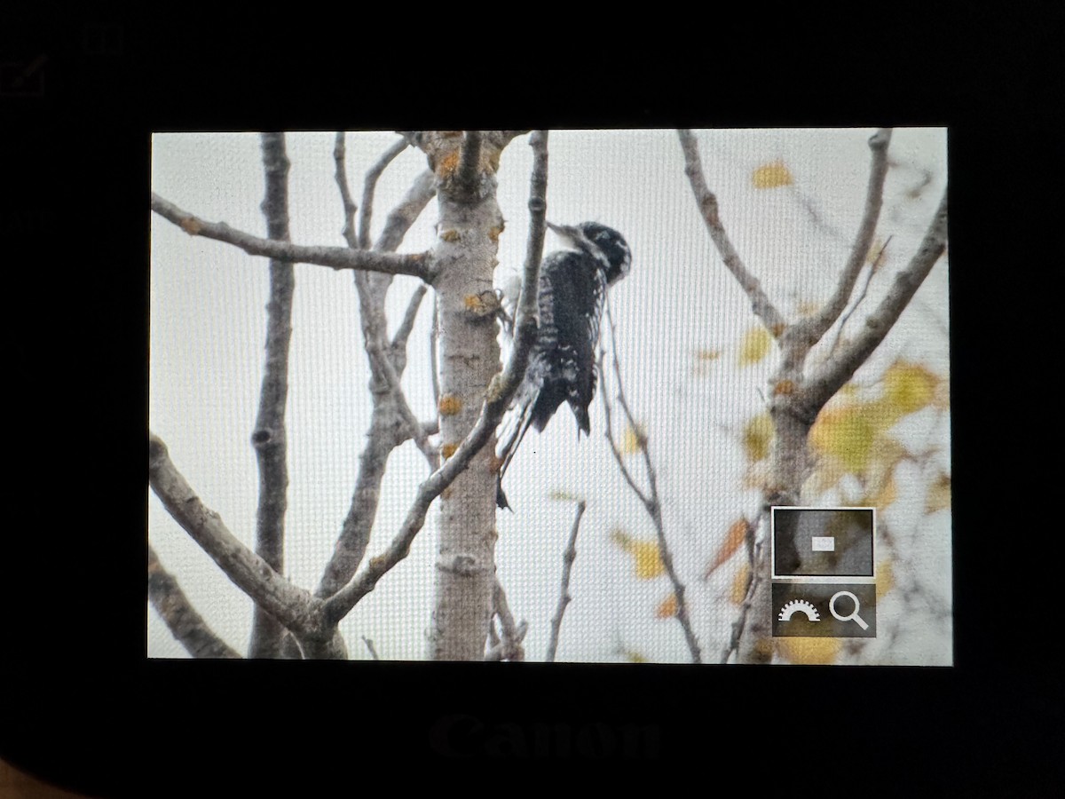 American Three-toed Woodpecker - ML643209525