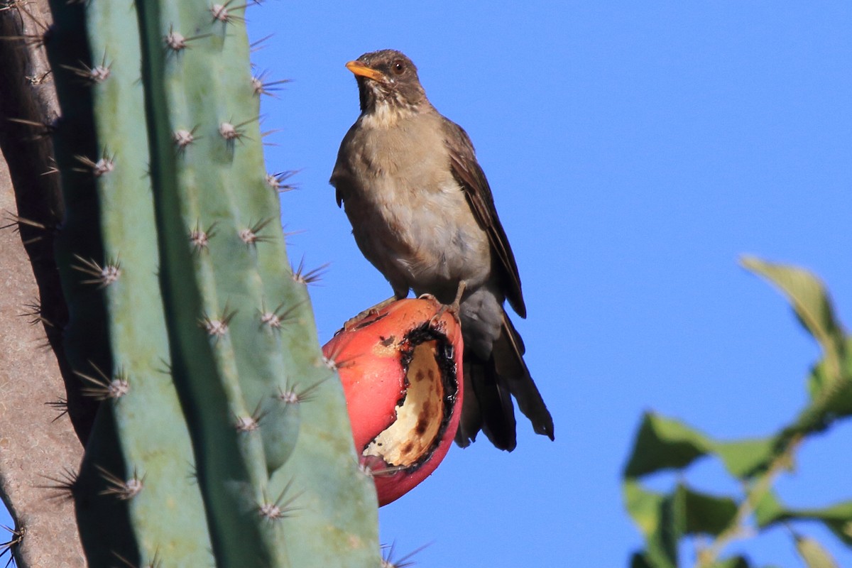 Creamy-bellied Thrush - ML643209529
