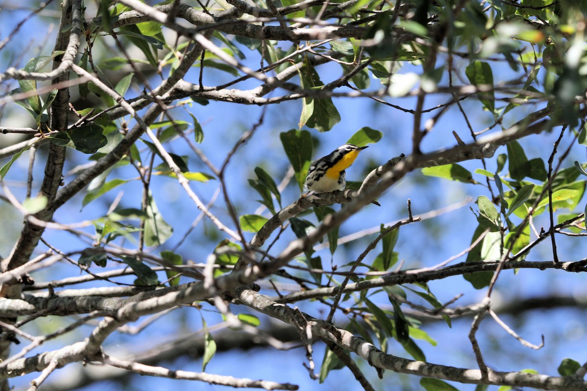Yellow-throated Warbler - ML643209532