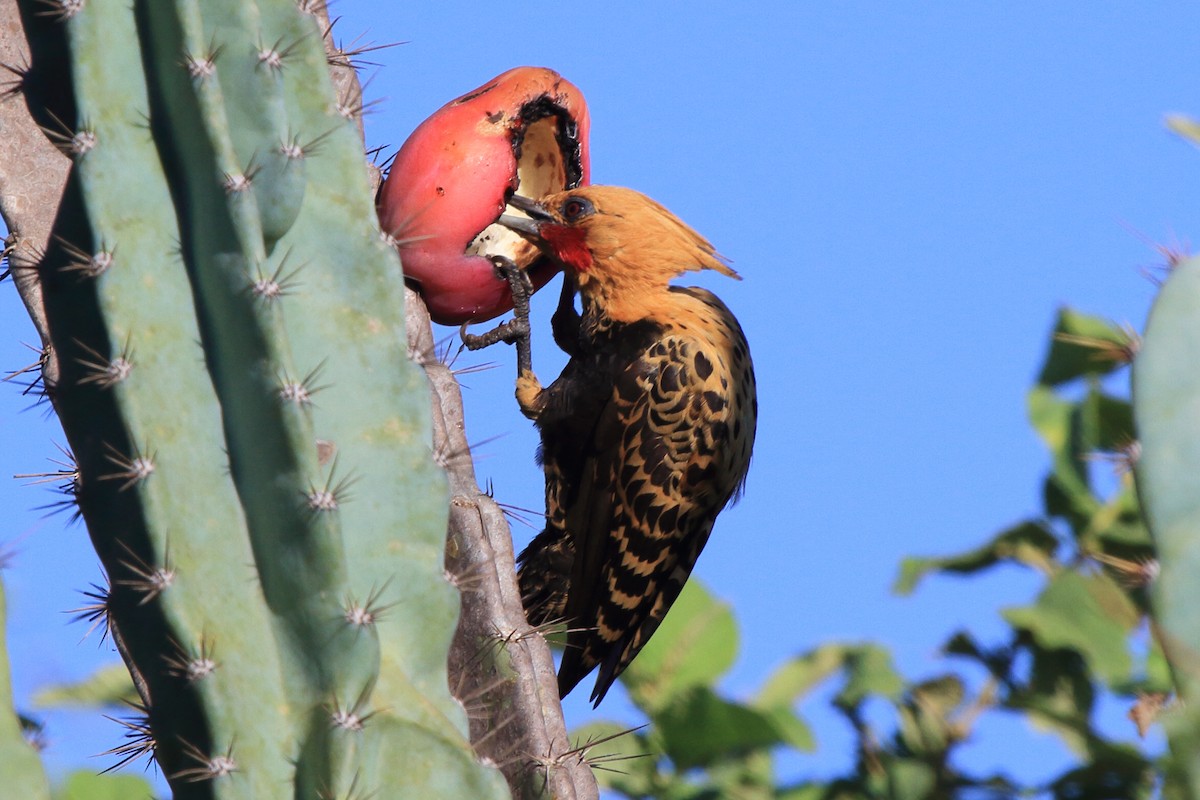 Ochre-backed Woodpecker - ML643209535