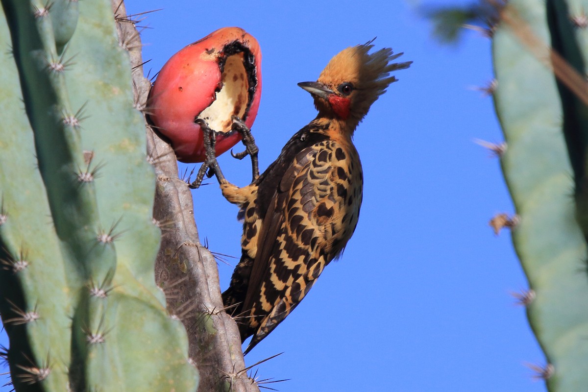 Ochre-backed Woodpecker - ML643209538