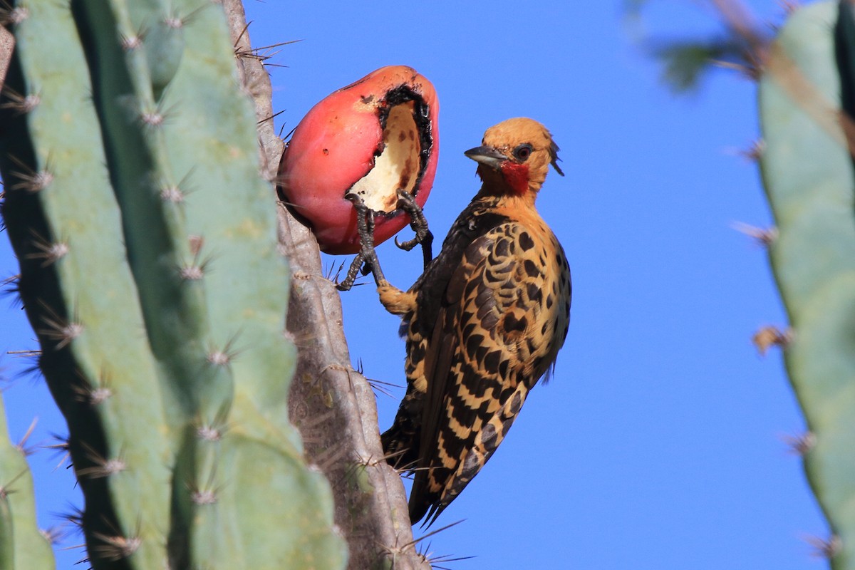 Ochre-backed Woodpecker - ML643209541