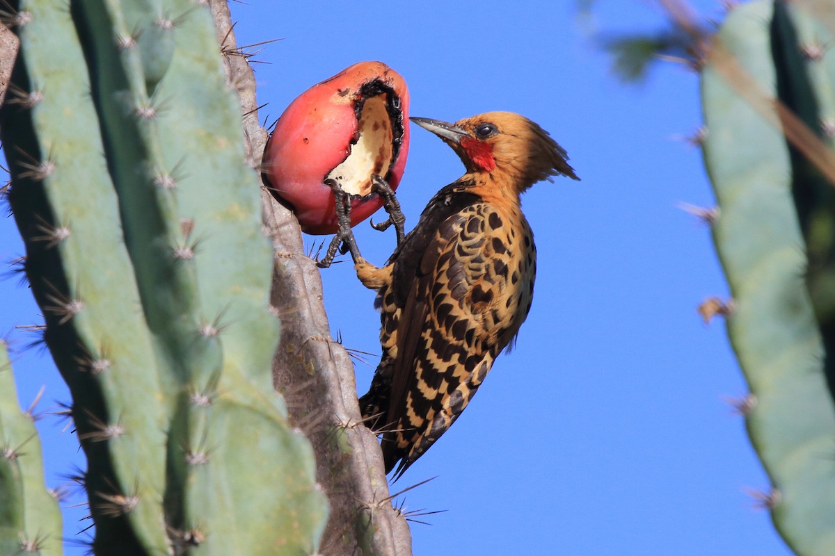 Ochre-backed Woodpecker - ML643209543