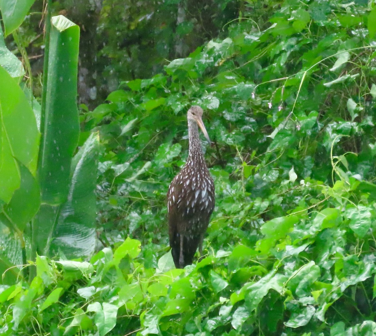 Limpkin - ML643209547