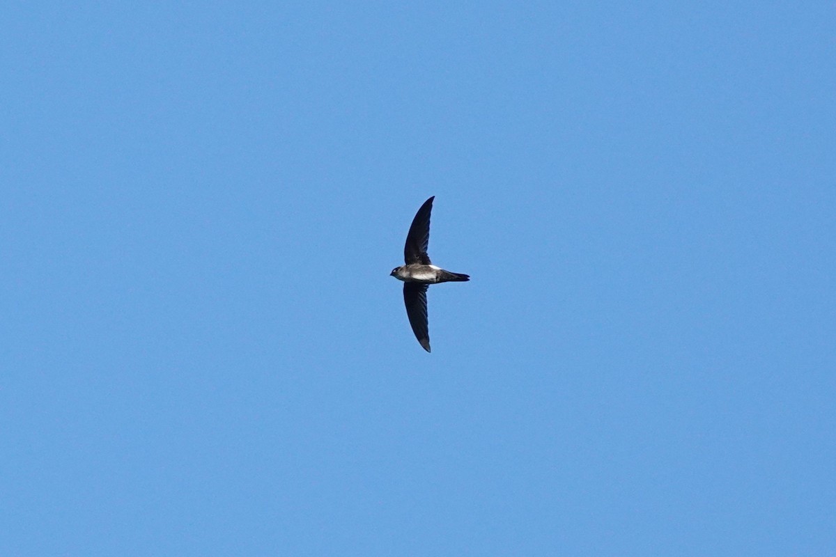 Antillean Palm Swift - ML643209548