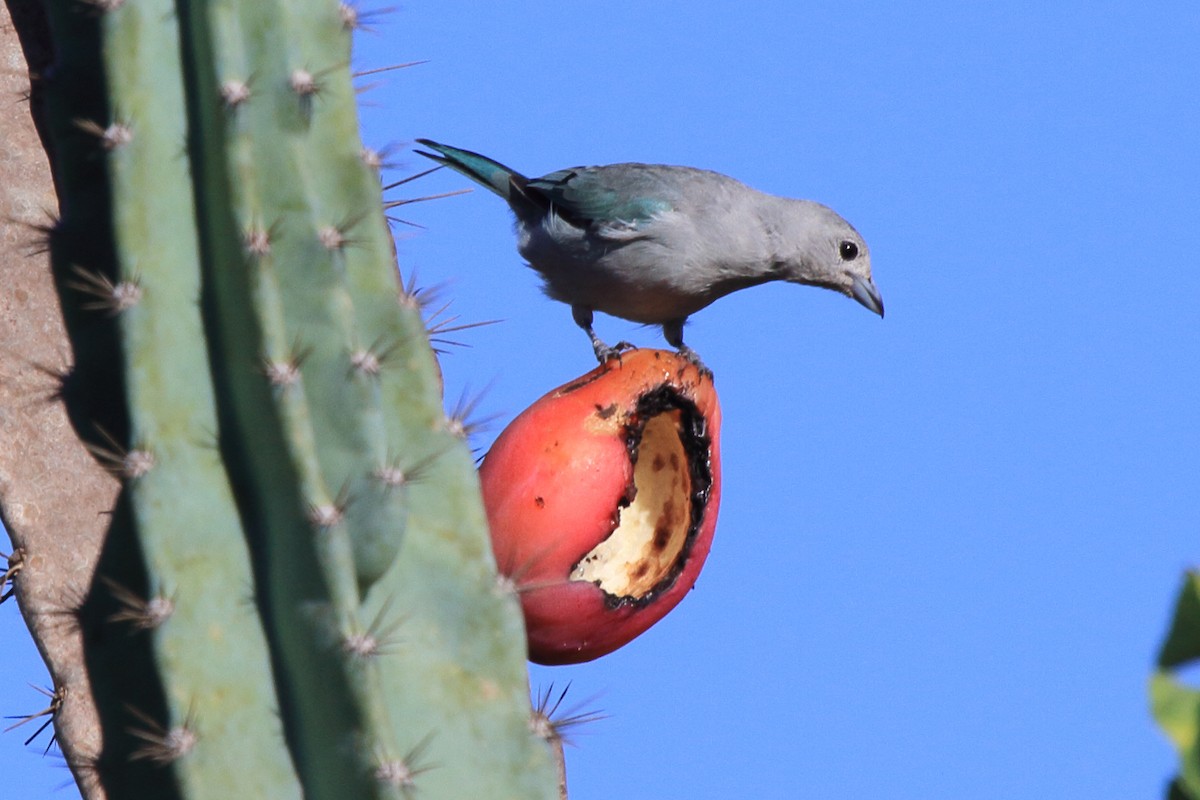 Sayaca Tanager - ML643209550