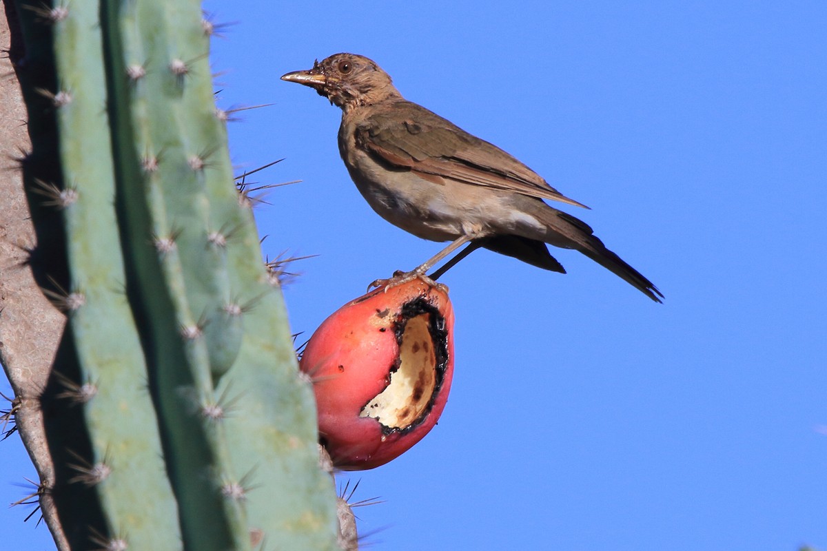 Creamy-bellied Thrush - ML643209552