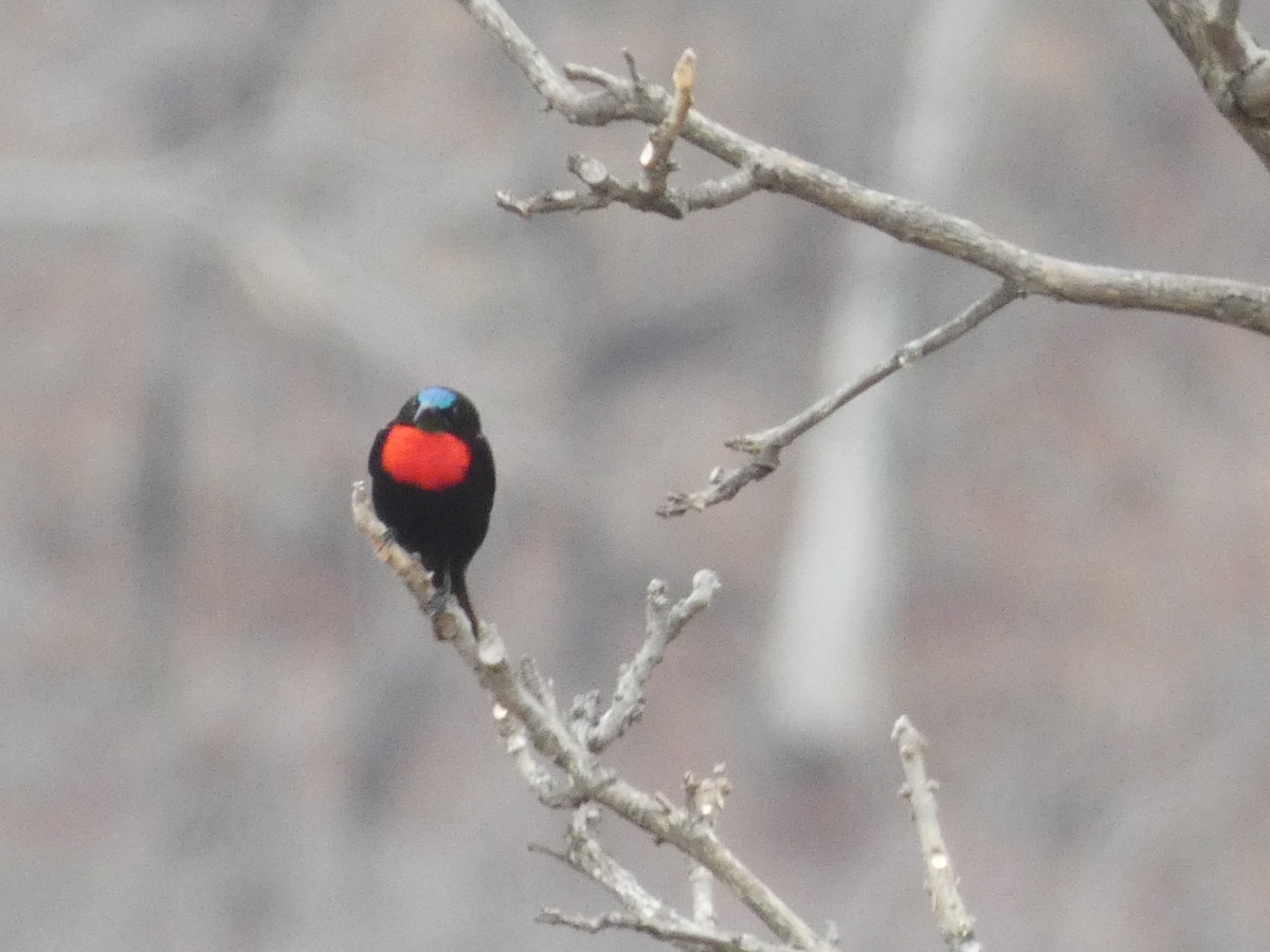 Scarlet-chested Sunbird - ML643209553