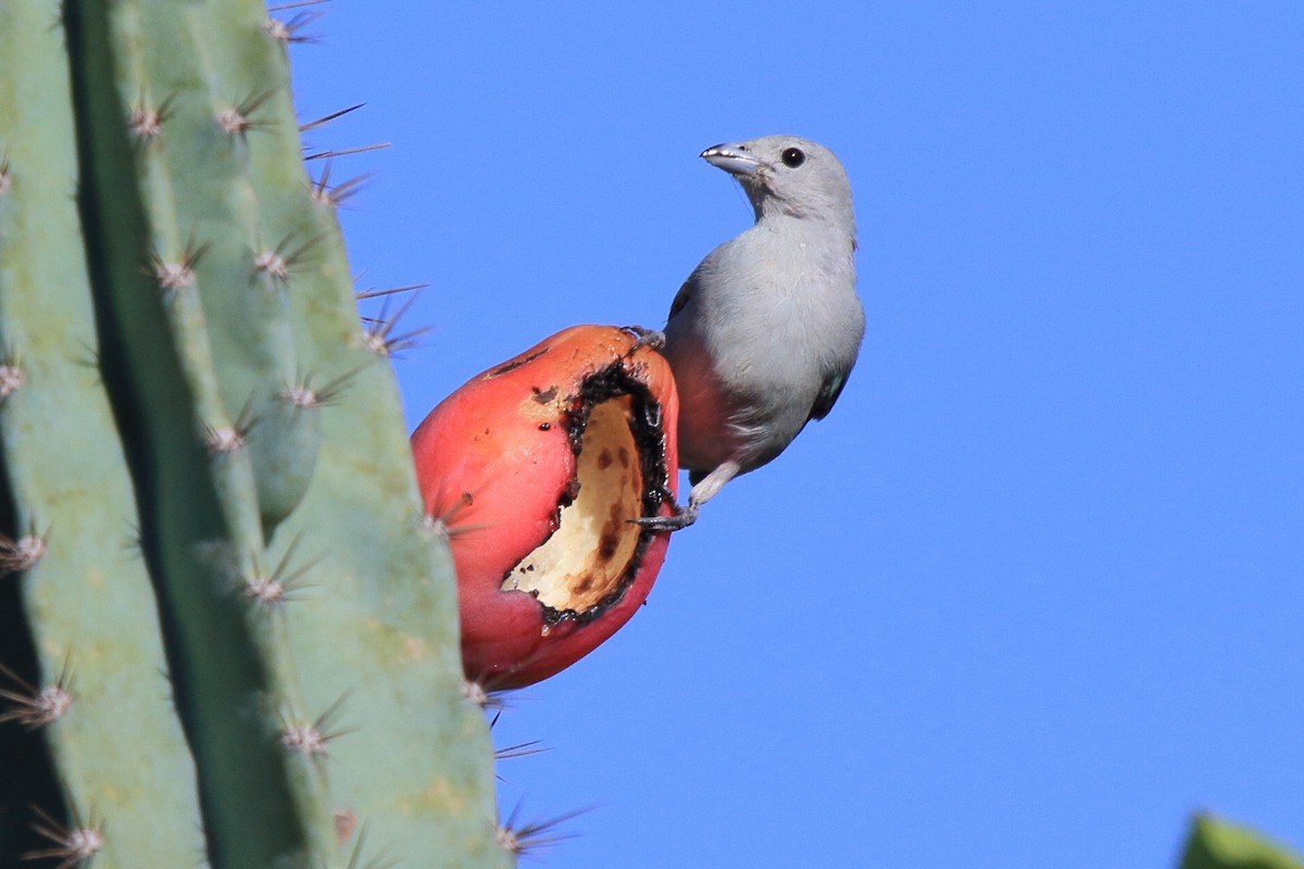Sayaca Tanager - ML643209554