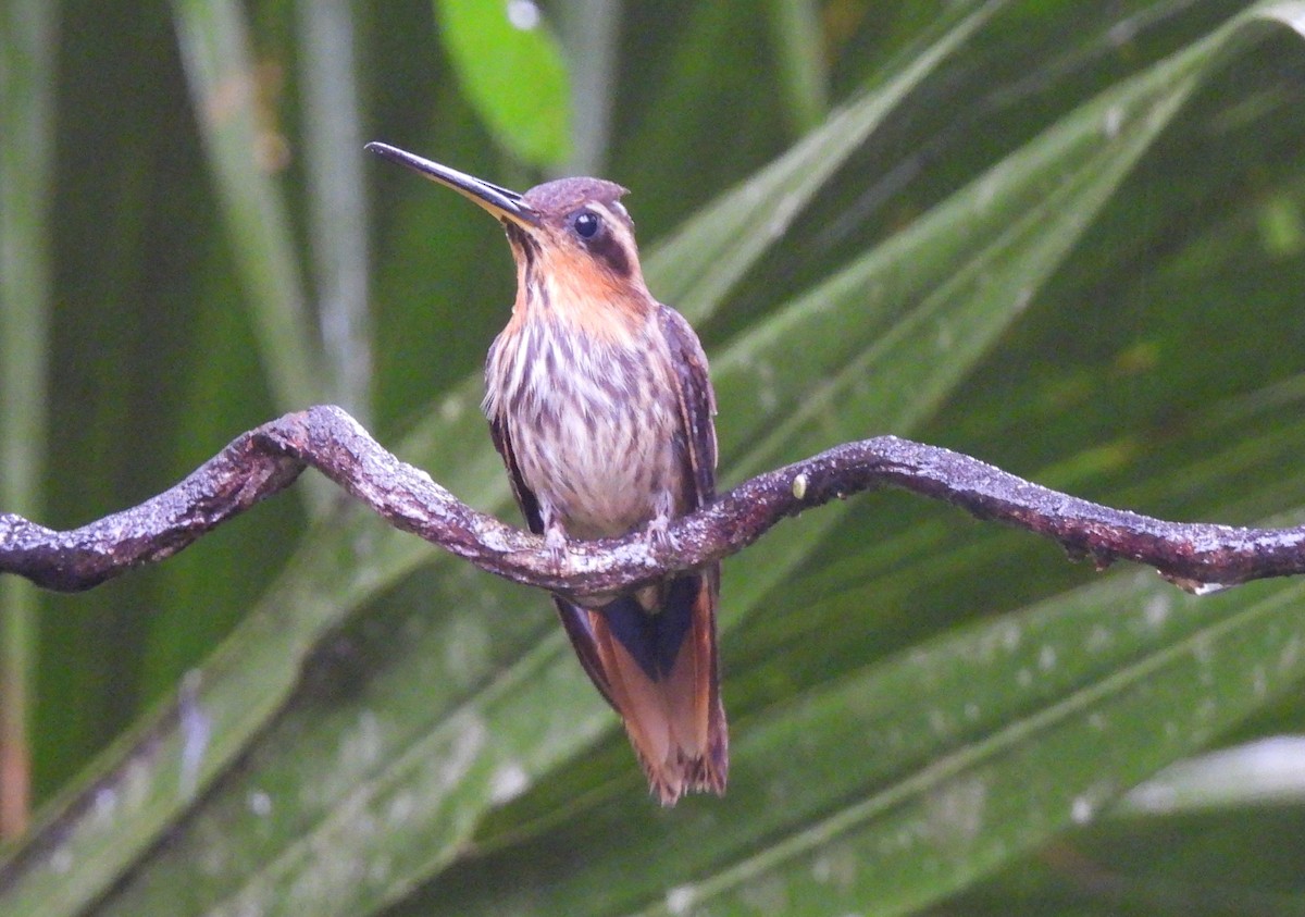 Saw-billed Hermit - ML643209568
