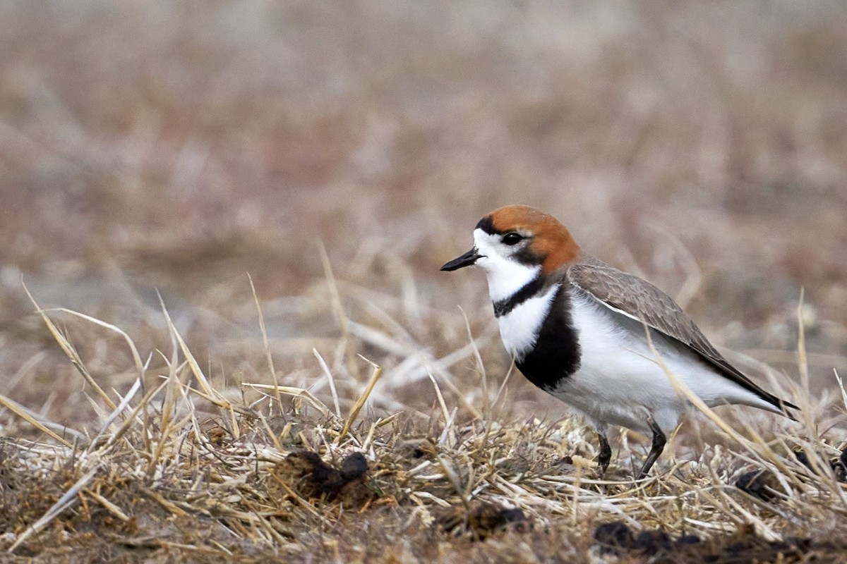 Two-banded Plover - ML643209569