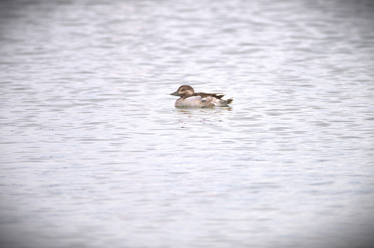 hoholka lední - ML643209570