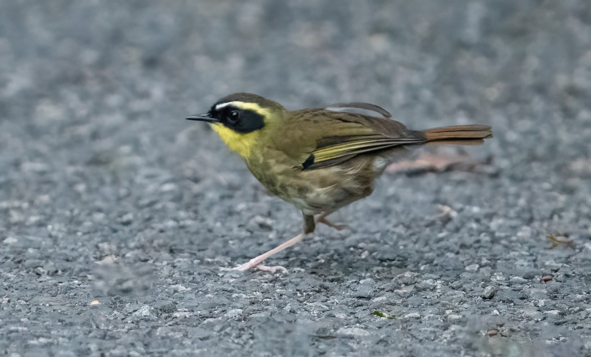 キノドヤブムシクイ - ML643209573
