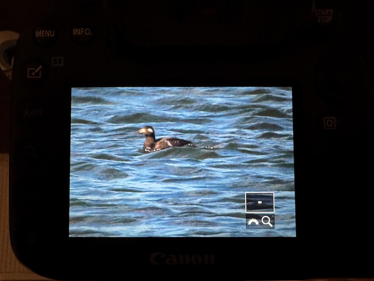 White-winged Scoter - ML643209575