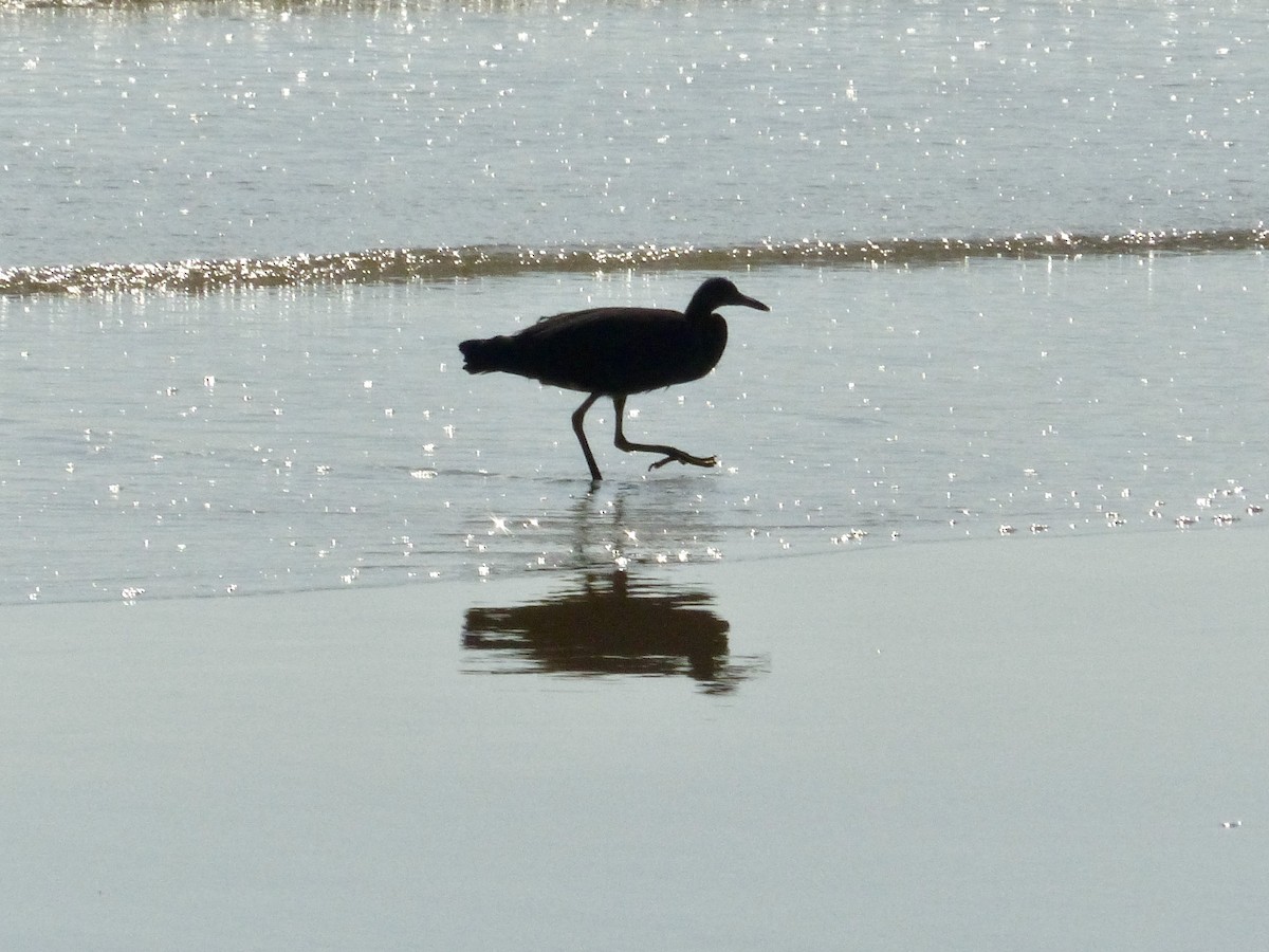 Pacific Reef-Heron - ML643209579