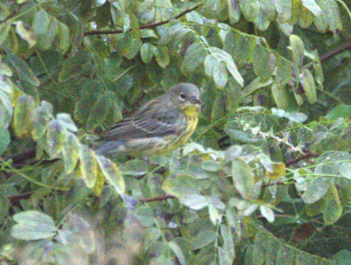 Kirtland's Warbler - ML643209581