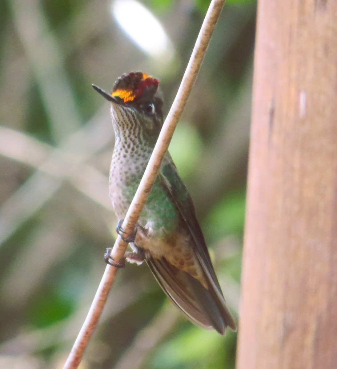 Colibrí Austral - ML643209582