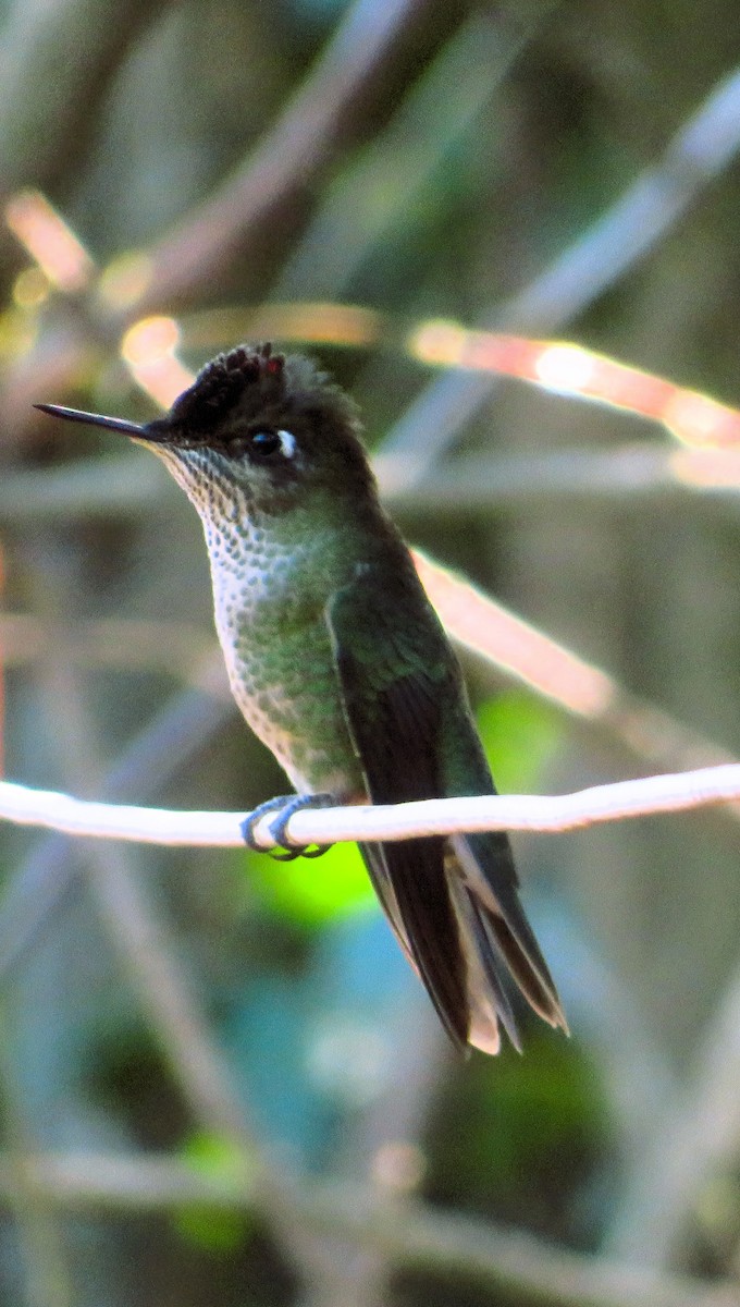 Colibrí Austral - ML643209583