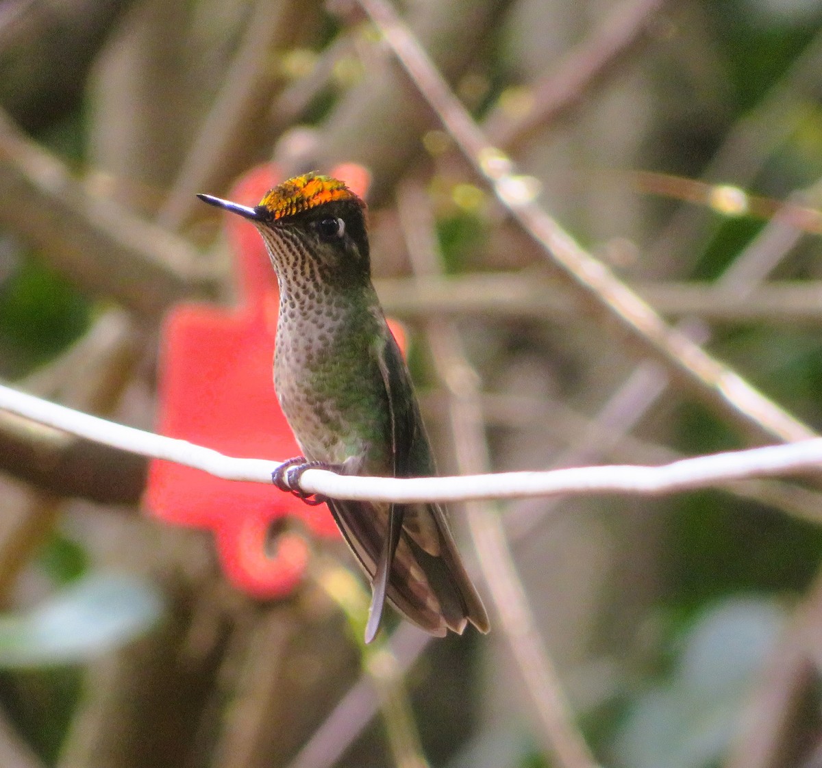 Colibrí Austral - ML643209584