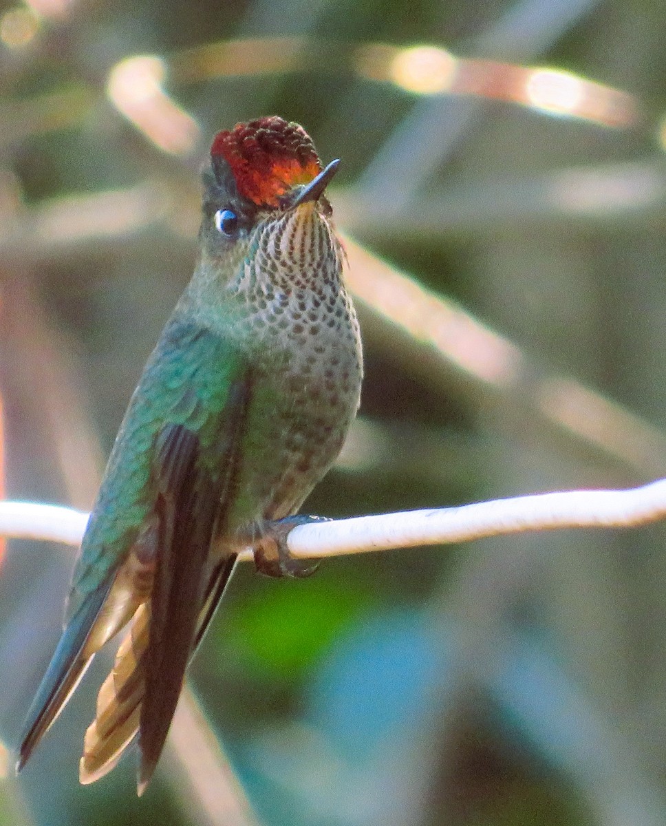 Colibrí Austral - ML643209585