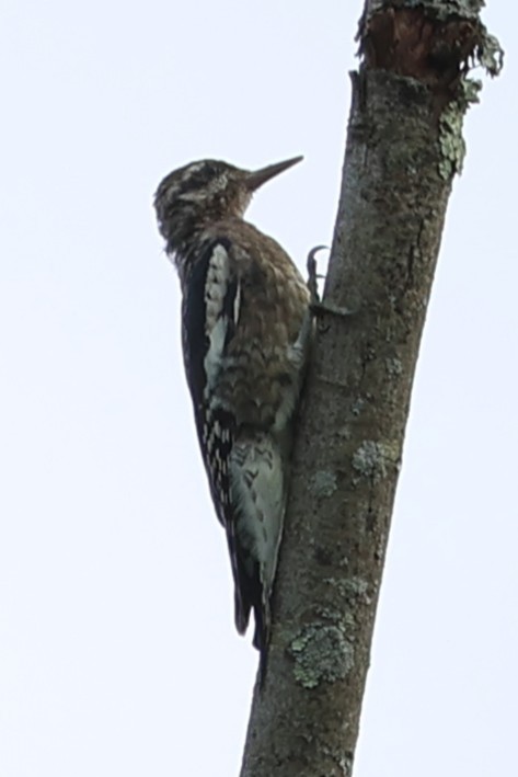 Yellow-bellied Sapsucker - ML643209591