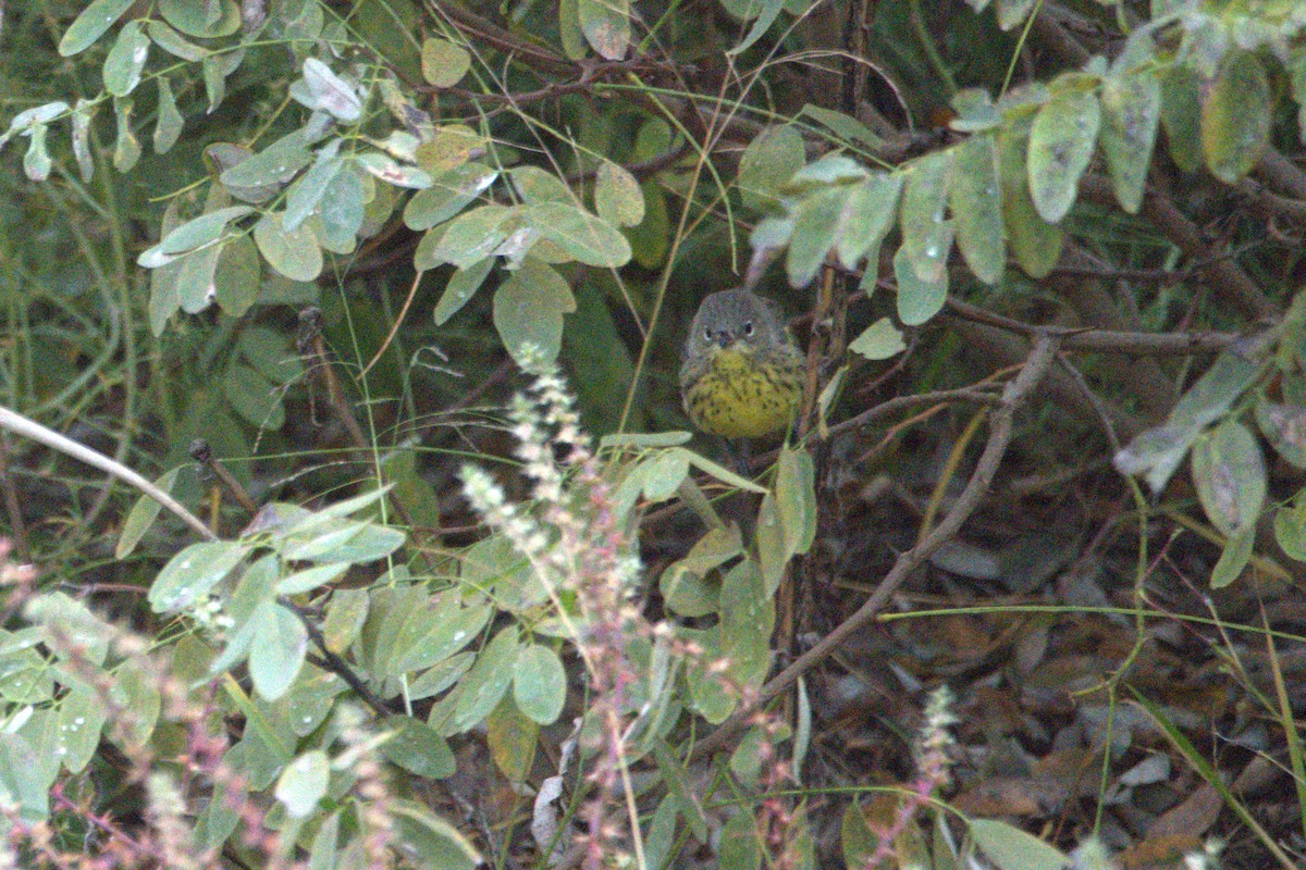 Kirtland's Warbler - ML643209592