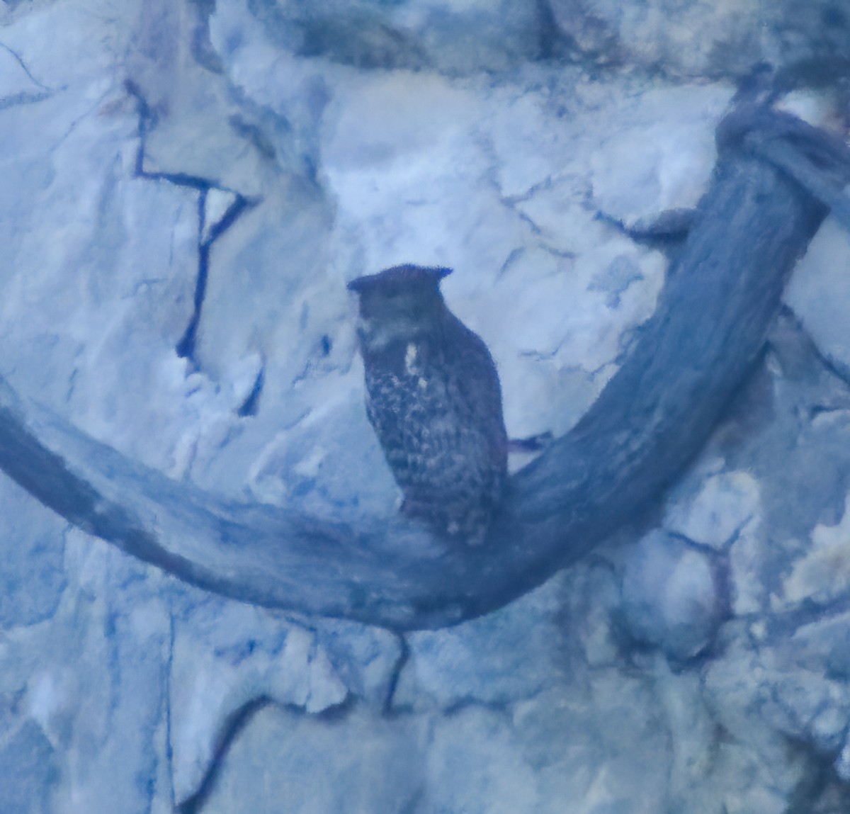 Brown Fish-Owl - ML643209603
