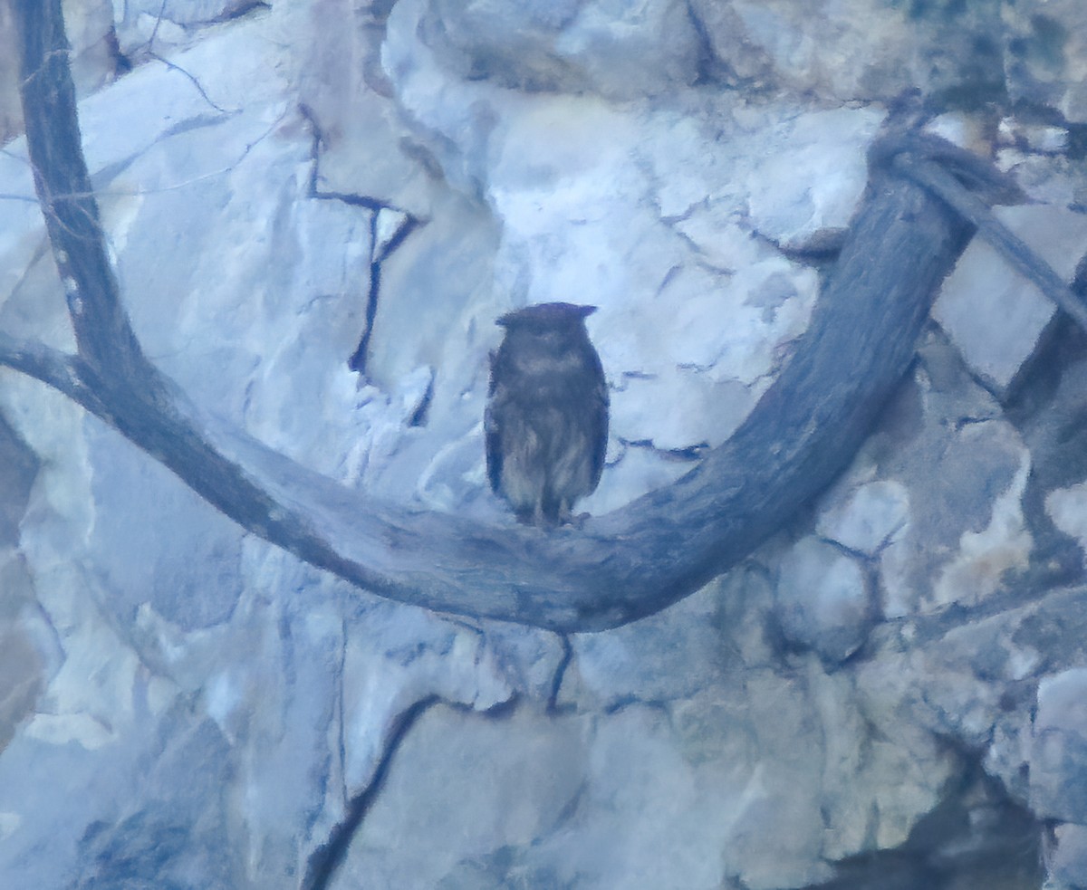 Brown Fish-Owl - ML643209604