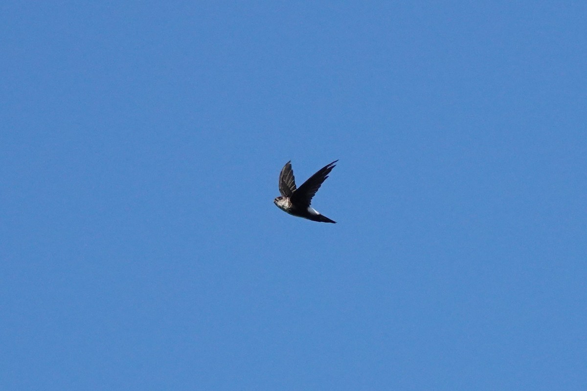 Antillean Palm Swift - ML643209606