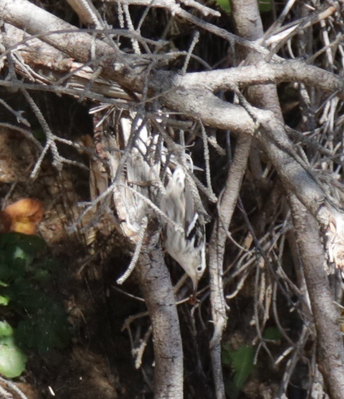 Black-and-white Warbler - ML643209624