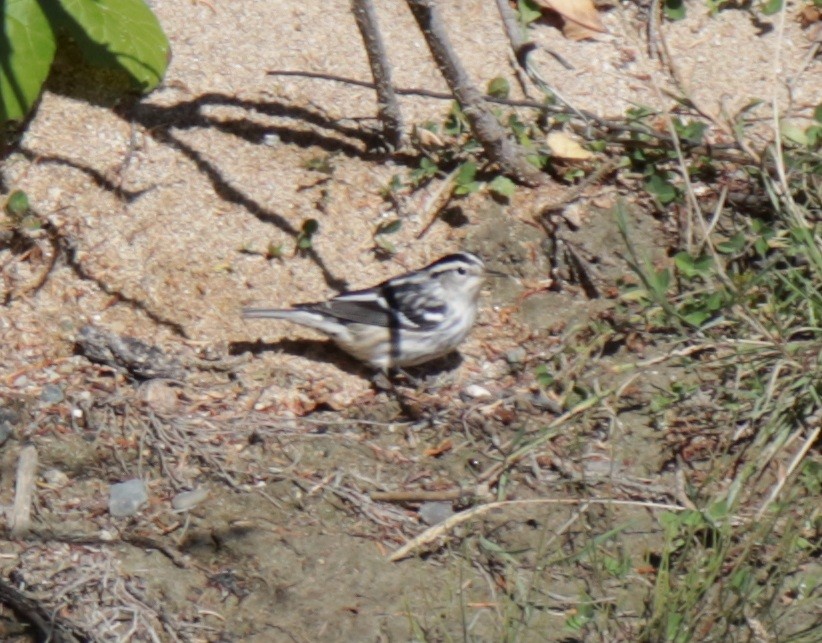 Black-and-white Warbler - ML643209625