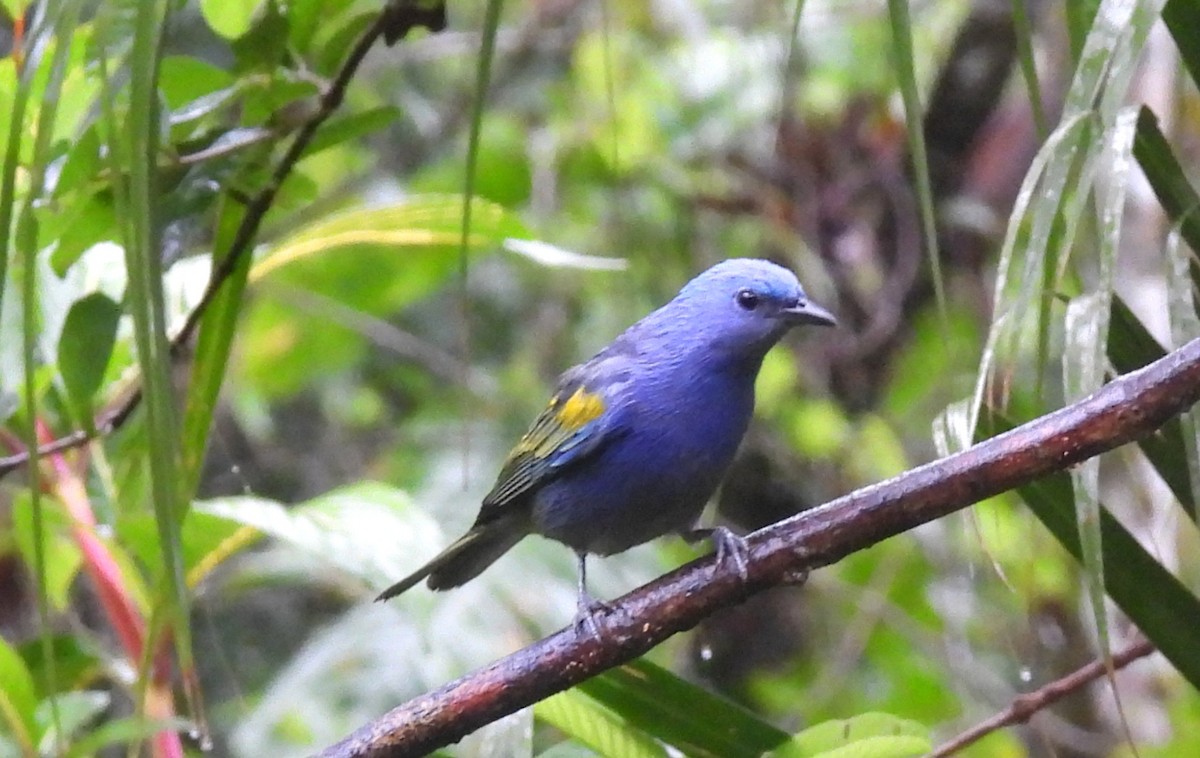 Golden-chevroned Tanager - ML643209634