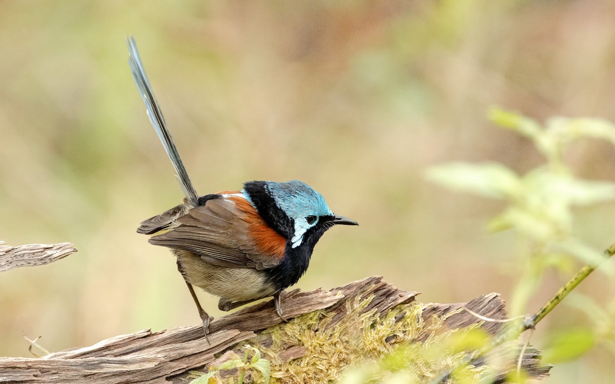 Red-winged Fairywren - ML643209637