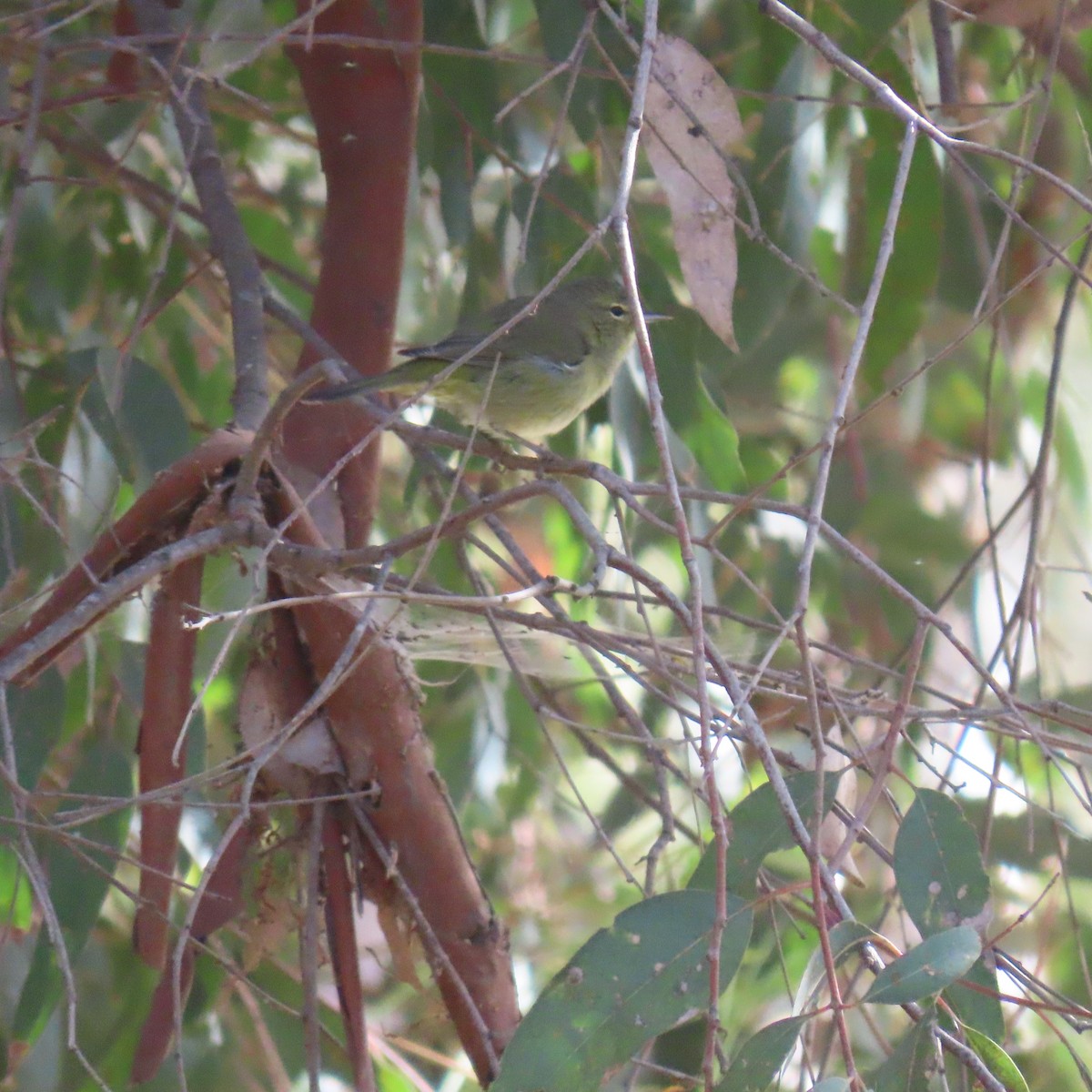 Orange-crowned Warbler - ML643209667