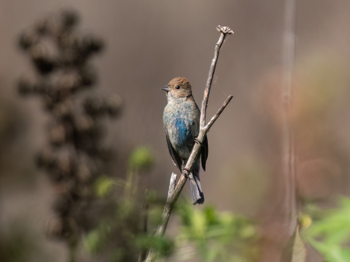 Indigo Bunting - ML643209674