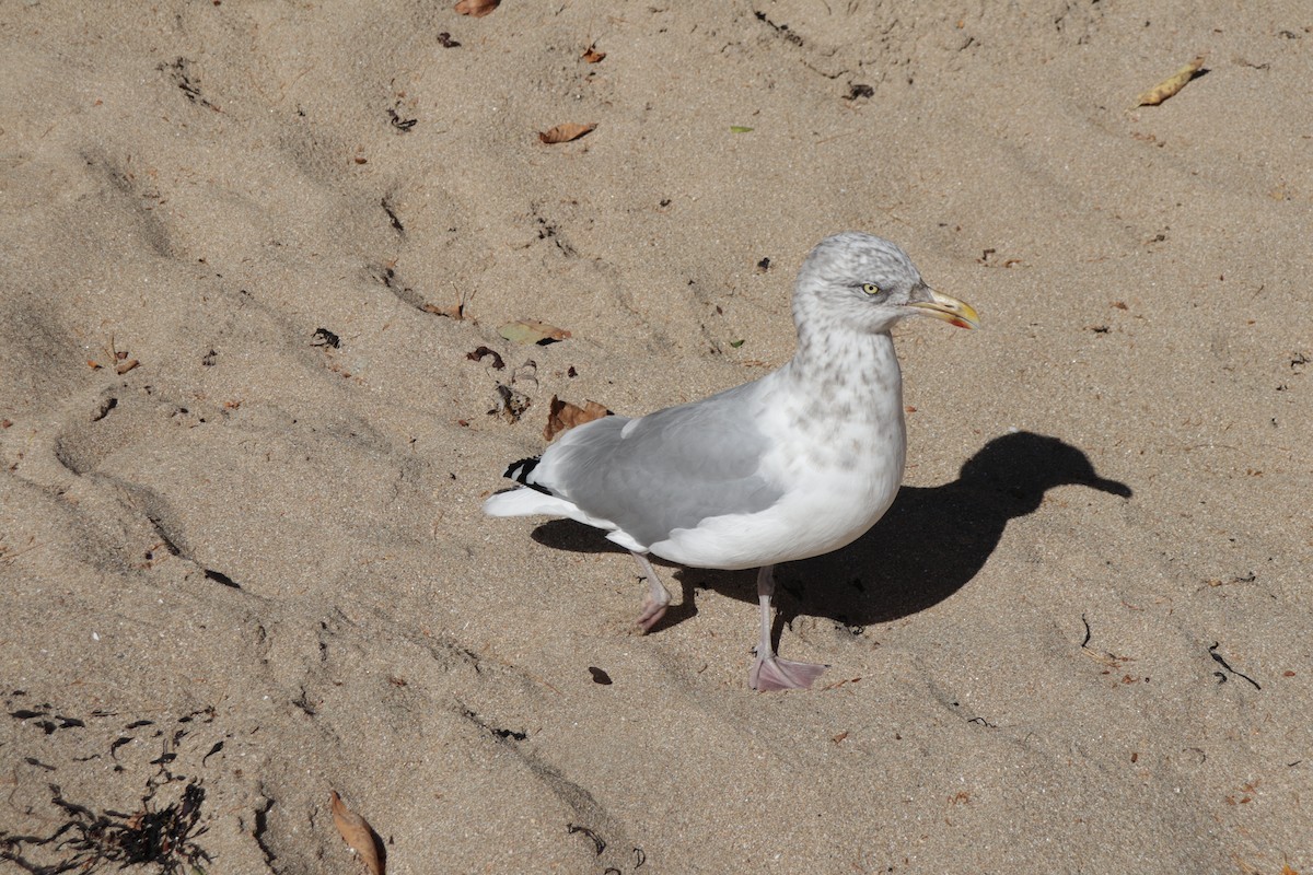 American Herring Gull - ML643209677