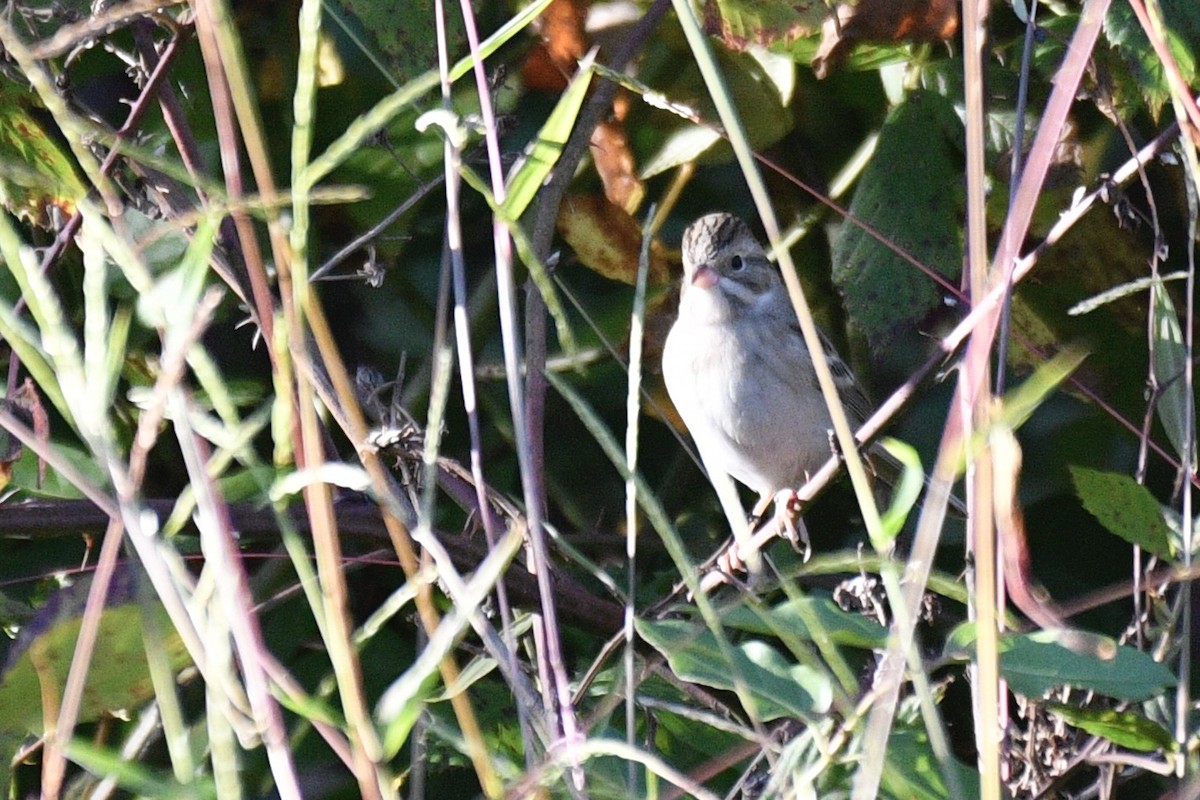 Clay-colored Sparrow - ML643209678