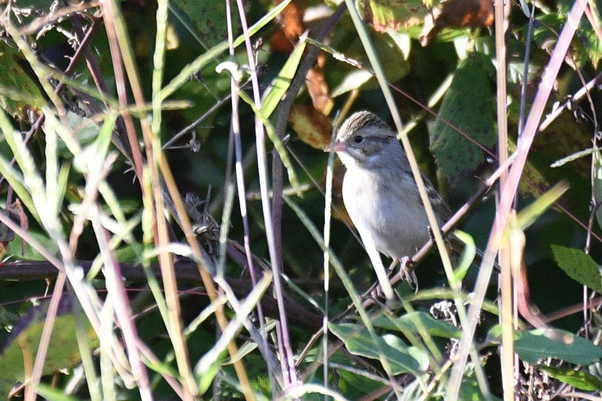 Clay-colored Sparrow - ML643209679