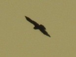 diurnal raptor sp. - ML643209685
