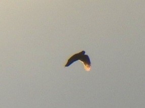 diurnal raptor sp. - ML643209686