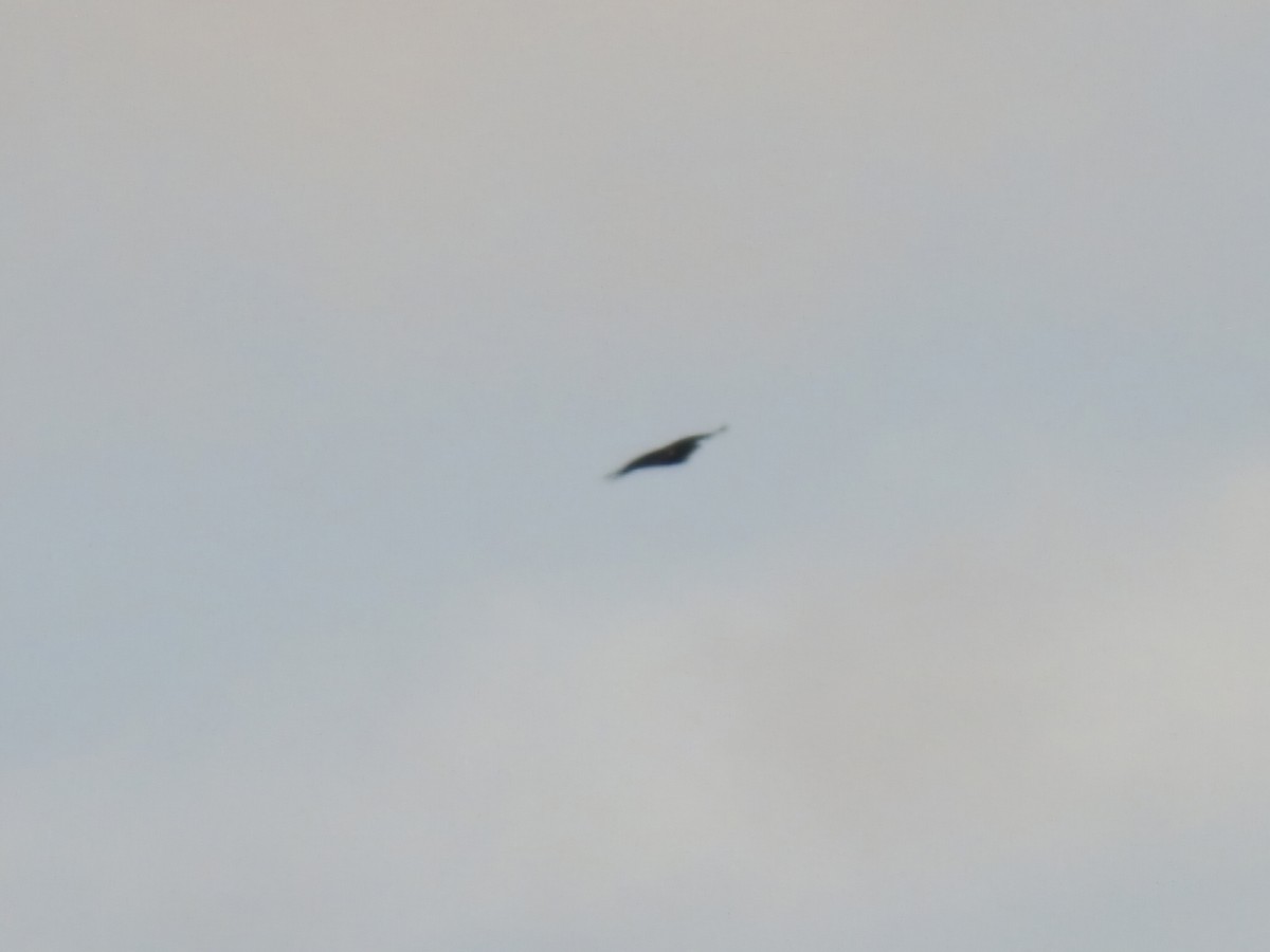 diurnal raptor sp. - ML643209687