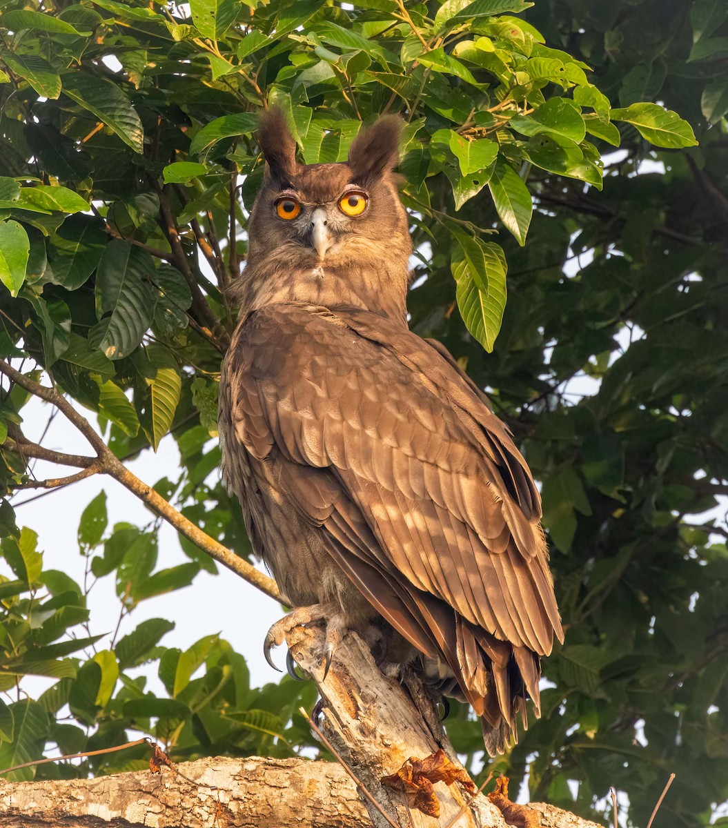 Dusky Eagle-Owl - ML643209689