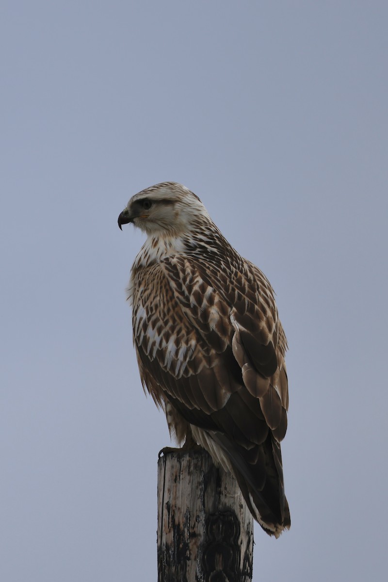 Upland Buzzard - ML643209690