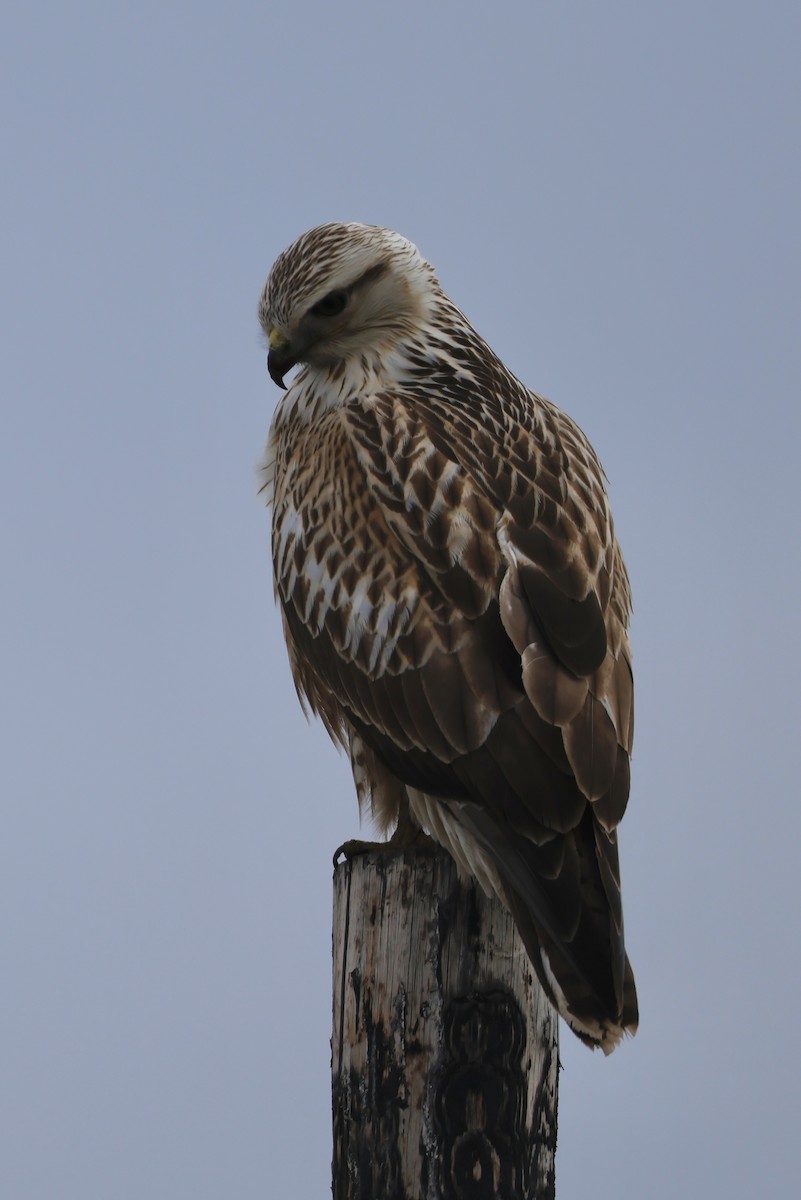 Upland Buzzard - ML643209695