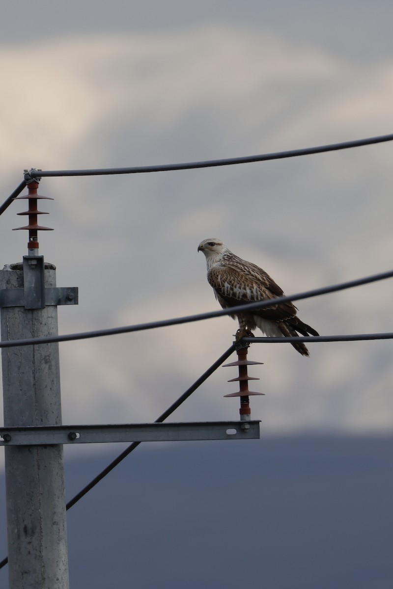 Upland Buzzard - ML643209697