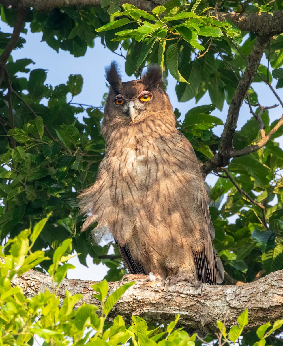 Dusky Eagle-Owl - ML643209698